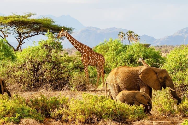 5 Day Meru National Park Samburu Game Reserve and Ol Pejeta