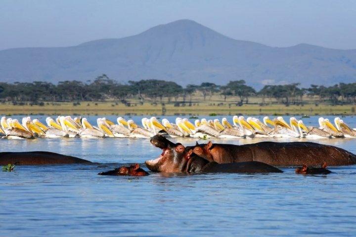 Day Trip to Hell's Gate, Lake Naivasha Tour from Nairobi