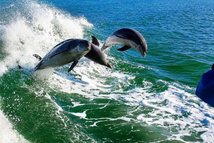 Dolphin Racer Adventure Cruise in St. Pete