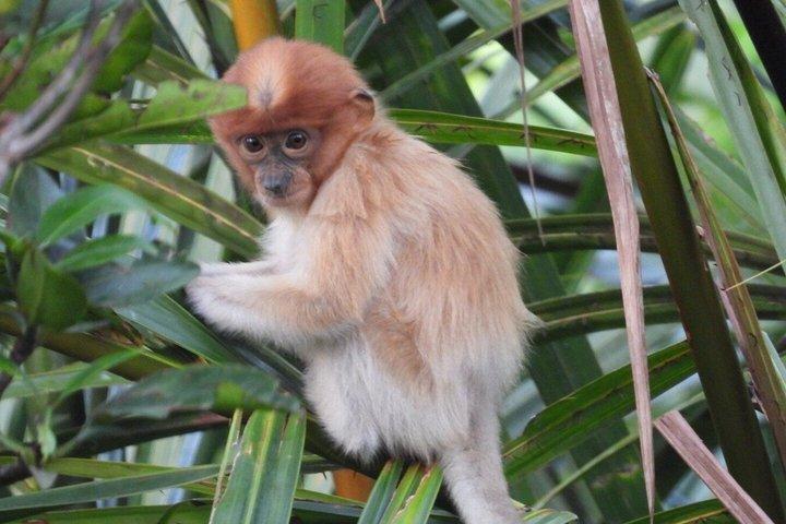 Bongawan River Cruise Proboscis Monkey, SkyMirror, Fireflies