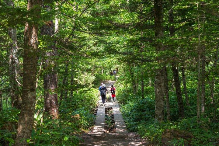 Kamikochi Nature Retreat 1 Day Bus Tour from Tokyo