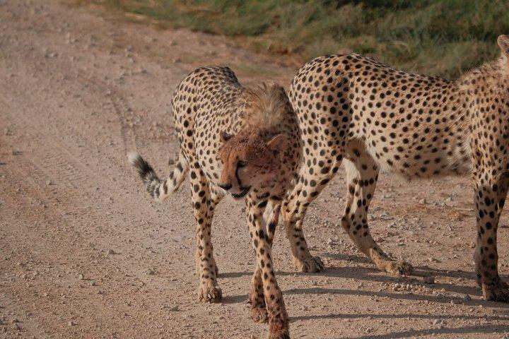 6 Days Wildlife and Scenic Safari in Kenya