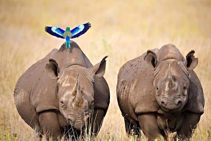Nairobi: Ol Pejeta Conservancy Day Trip with Game Drives