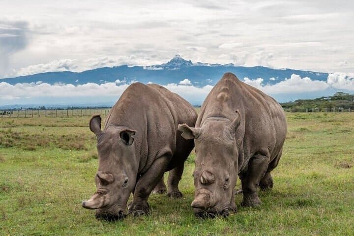 Nairobi: Ol Pejeta Conservancy Day Trip with Game Drives
