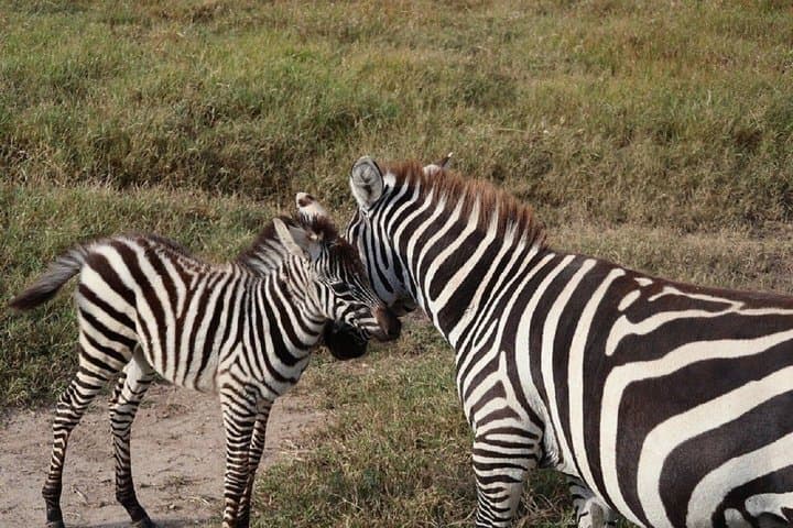 Nairobi: Ol Pejeta Conservancy Day Trip with Game Drives