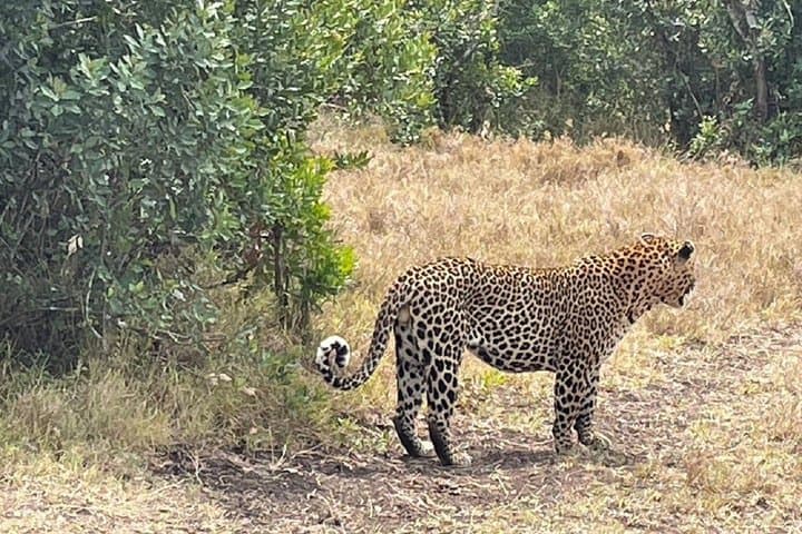 Nairobi: Ol Pejeta Conservancy Day Trip with Game Drives