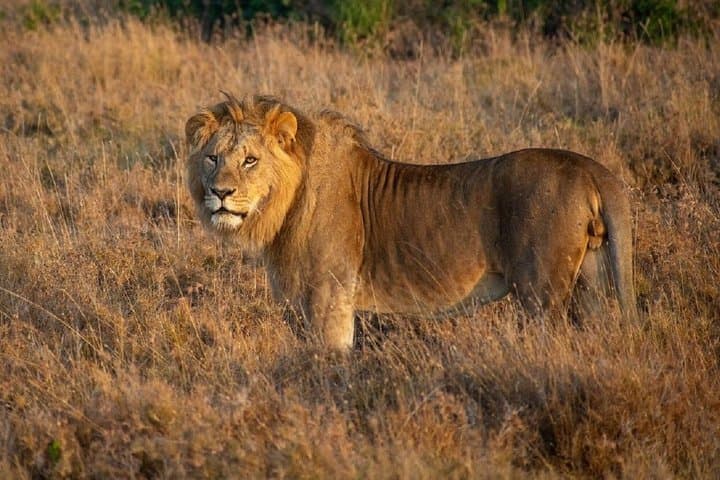 Nairobi: Ol Pejeta Conservancy Day Trip with Game Drives