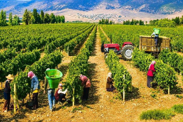 Private Bekaa Valley Wine Tour | Ksara, Kefraya & Saint Thomas