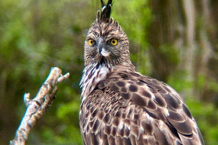 Udawalawe National Park 4 Hours Budget Safari