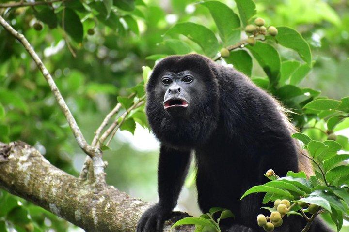 Sloth Watching, Miravalles Volcano, Hot Springs & Hidden Waterfall