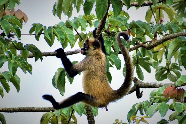 Rio Celeste, Sloth Watching & Waterfall Rainforest Experience