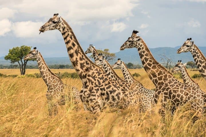 From Zanzibar: Mikumi 1-Day Safari with Scenic Flight & Lunch