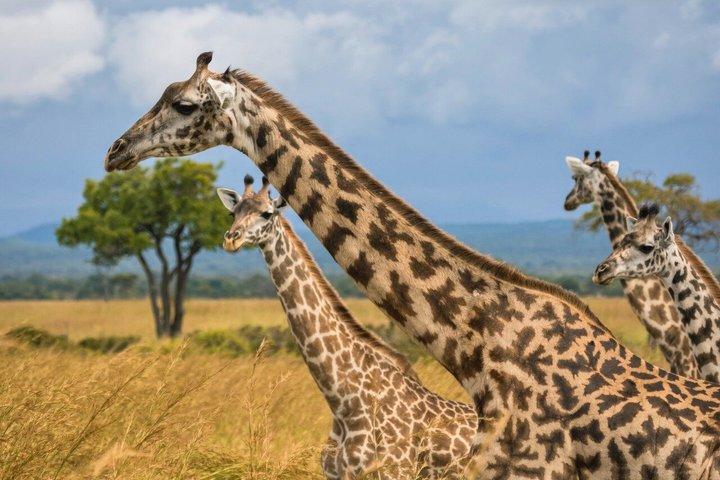 From Zanzibar: 2-Day Selous Safari with Flights & Lodge Stay