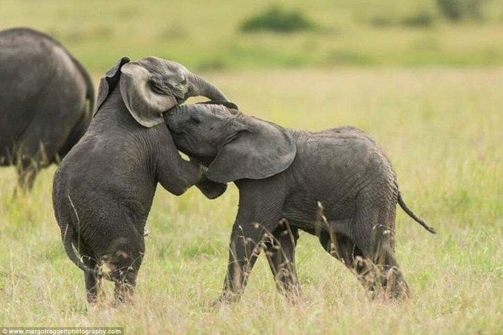 Zanzibar to Mikumi Safari Day Trip with Flight Lunch and Transfer