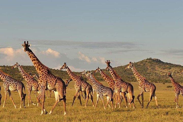 Zanzibar to Mikumi Safari Day Trip with Flight Lunch and Transfer