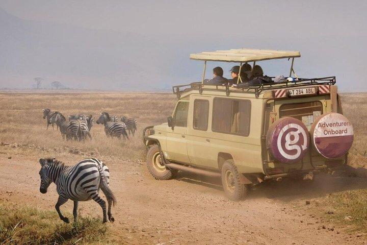 Zanzibar to Mikumi Safari Day Trip with Flight Lunch and Transfer