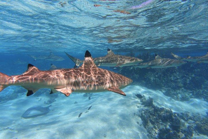 Sea Scooter Jet Snorkeling : Swim with Turtles, Rays & Sharks