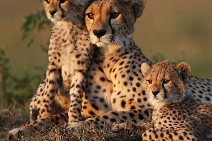 Full Day Chobe National Park Safari from Livingstone
