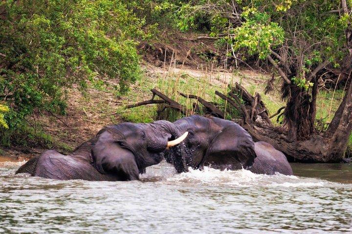 Full Day Chobe National Park Safari from Livingstone