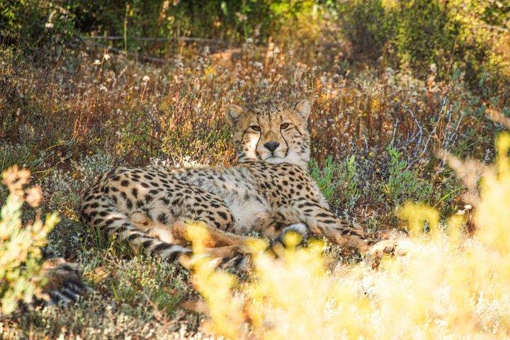 Free Roaming Cheetah Experience