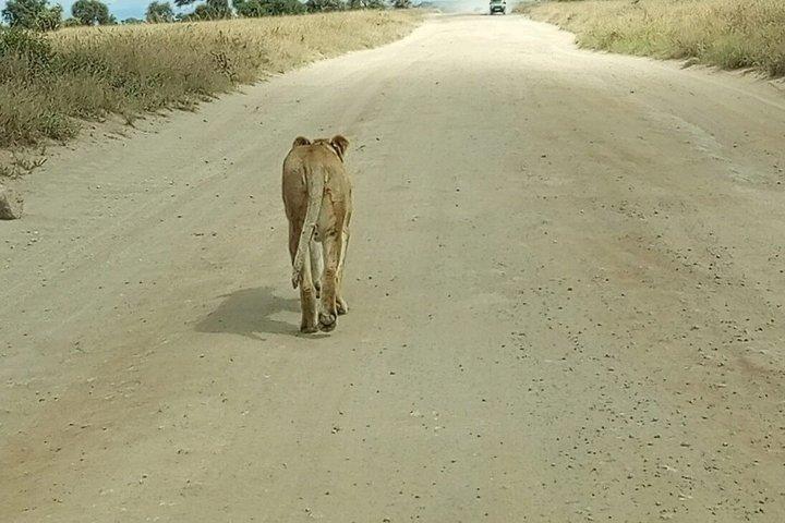 Nairobi: A Day Trip to Amboseli National Park