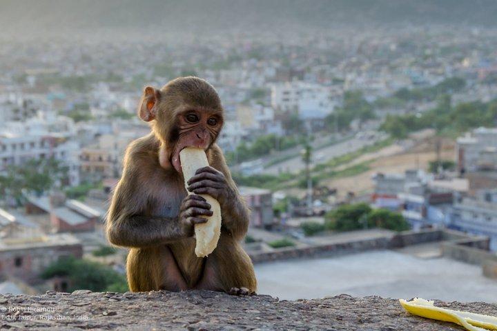 Jaipur Half Day Tour with Amer Nahargarh Fort and Monkey Temple