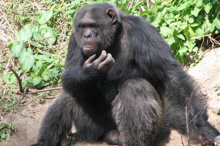 3Days Aberdares & Sweetwaters Ol Pejeta Chimpanzee Sanctuary