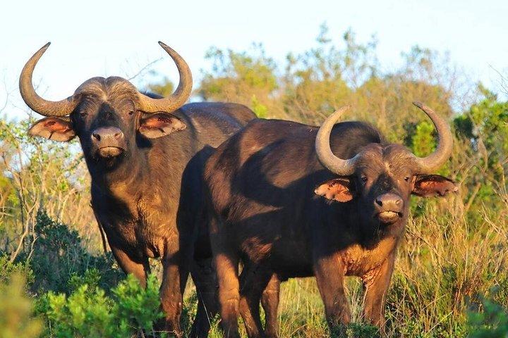 3Days Aberdares & Sweetwaters Ol Pejeta Chimpanzee Sanctuary