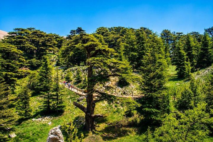Small-Group Tour Qadisha Valley, Becharre and Cedars with Lunch and Tickets