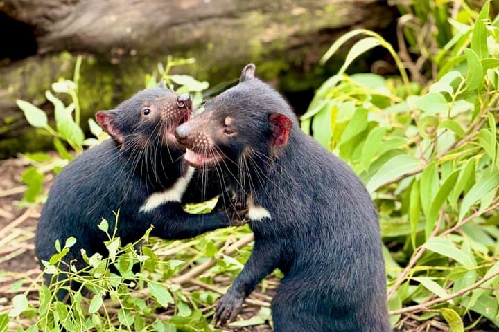Baby Animals, Boomerangs and BBQ Lunch