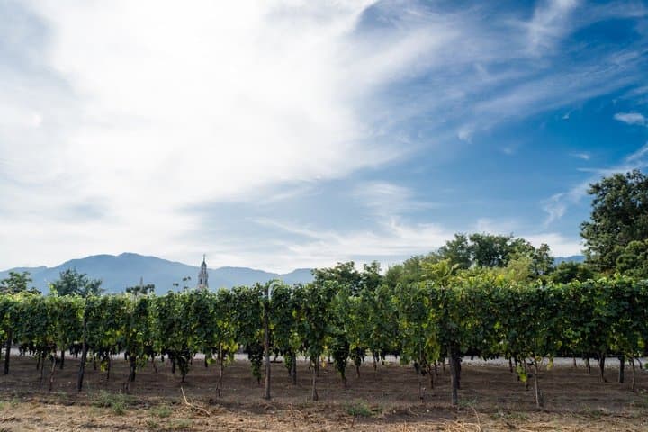 From Pompeii: Mount Vesuvius Wine Tasting and Lunch