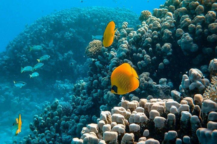 Zanzibar Dolphin Swim and Coral Snorkeling