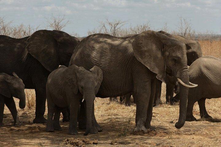 From Zanzibar: 2-Day Selous Safari with Flights & Lodge Stay