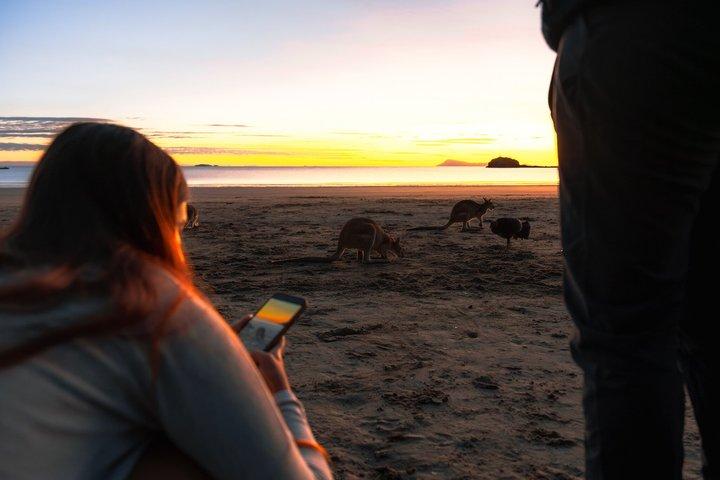 Airlie Beach: Kangaroos on the Beach at Sunrise Eco Wildlife Tour