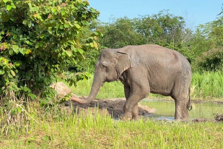 Koh Samui Elephant Sanctuary and Island Life Experience