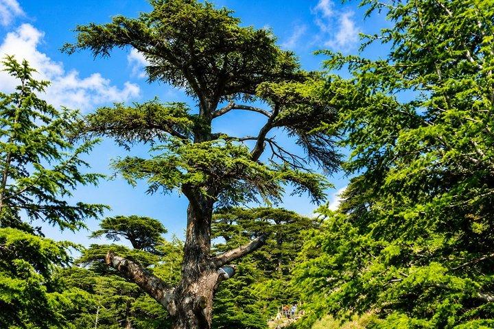 Small-Group Tour Qadisha Valley, Becharre and Cedars with Lunch and Tickets
