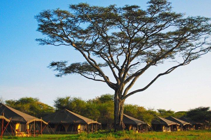 From Zanzibar: 2-Day Selous Safari with Flights & Lodge Stay