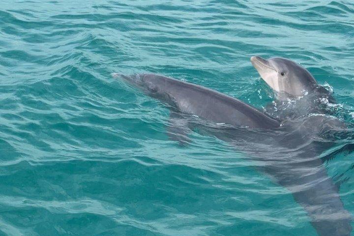 Dolphin Sightseeing Tour near Shell Island in Panama City Beach
