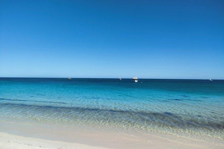 Koala, Lancelin, Wedge Island and Pinnacles Tour from Perth