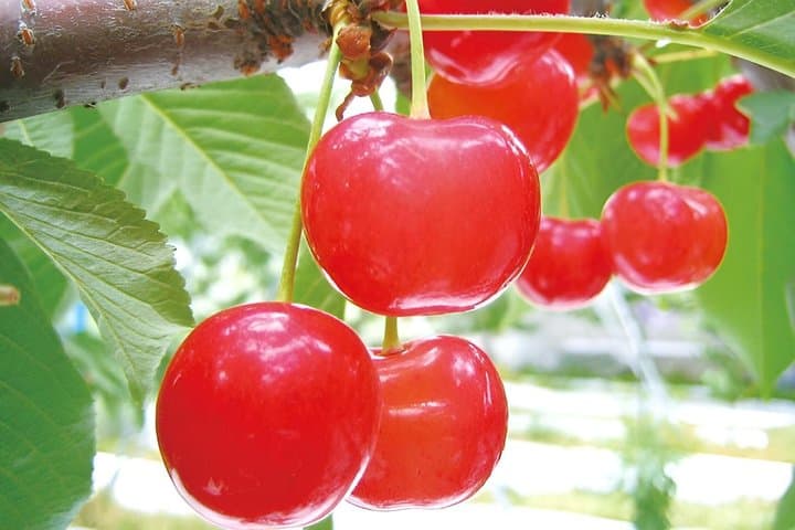 Seasonal Mt. Fuji Scenic Views, Fruit Picking and Ropeway Ride!