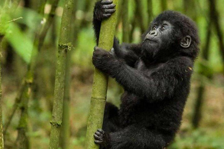 1 Day Rwanda Gorilla Trekking Tour In The Volcanoes National Park