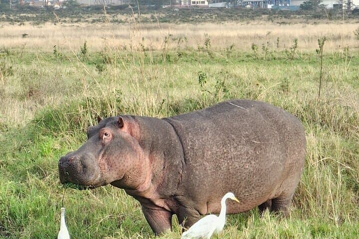 Nairobi National Park Safari Tour World's Wildlife Capital