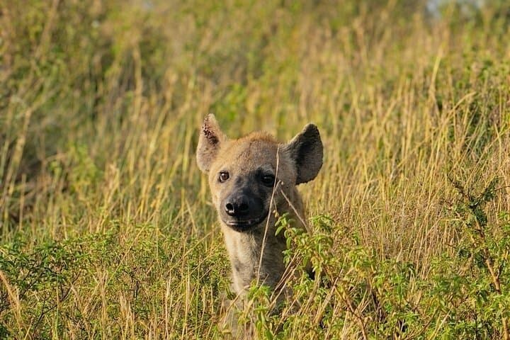 Nairobi National Park Safari Tour World's Wildlife Capital