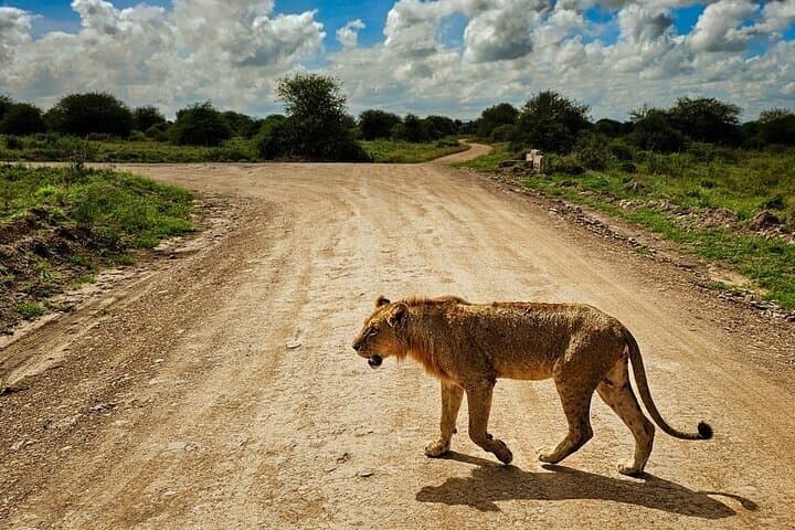 Nairobi National Park Safari Tour World's Wildlife Capital