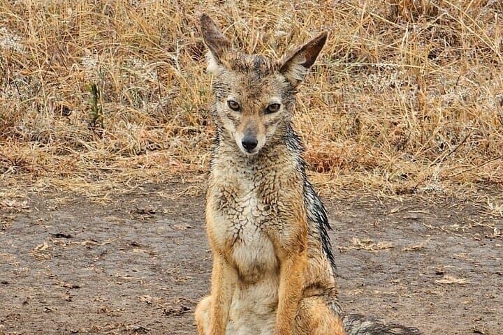 Nairobi National Park Safari Tour World's Wildlife Capital