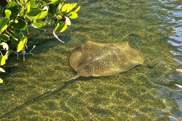 Noosa Heads: Epic Hidden Waterways & Wildlife Kayak Tour