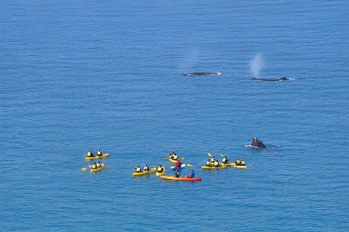 Noosa: Epic Whale Watching On Ocean Kayaks & Beach 4X4 Tour