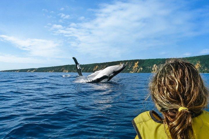 Epic Kayak With Dolphins & Wildlife - 4WD Beach Adventure Noosa