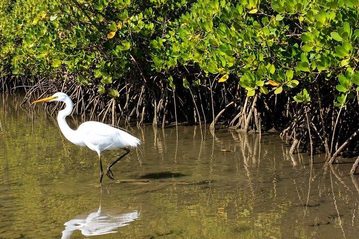 Noosa Heads: Epic Hidden Waterways & Wildlife Kayak Tour