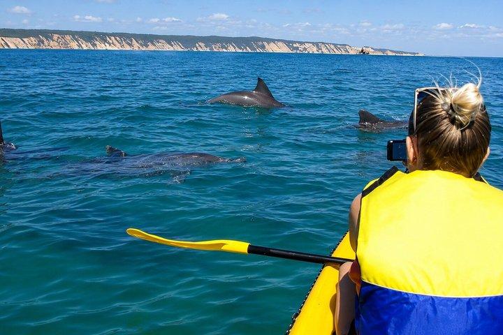 Epic Kayak With Dolphins & Wildlife - 4WD Beach Adventure Noosa